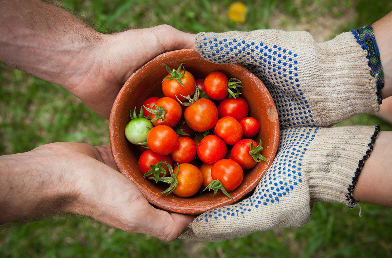 Image of two pairs of hands holding bowl of tomatoes
