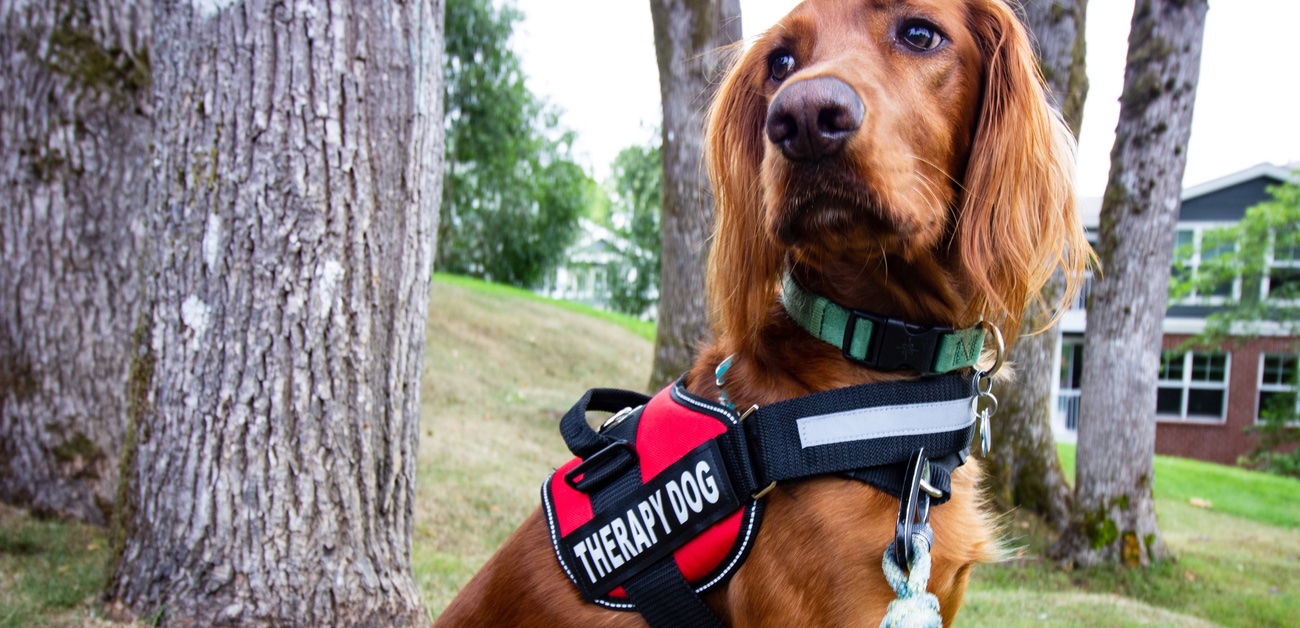 therapy dog